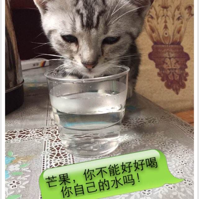 华盛顿州立大学硕士学位证